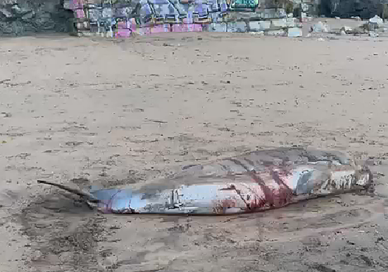 Hallan un cachalote varado en la playa de Sopela